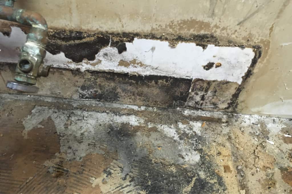 My mold illness story. This mold was hiding behind kitchen cabinets