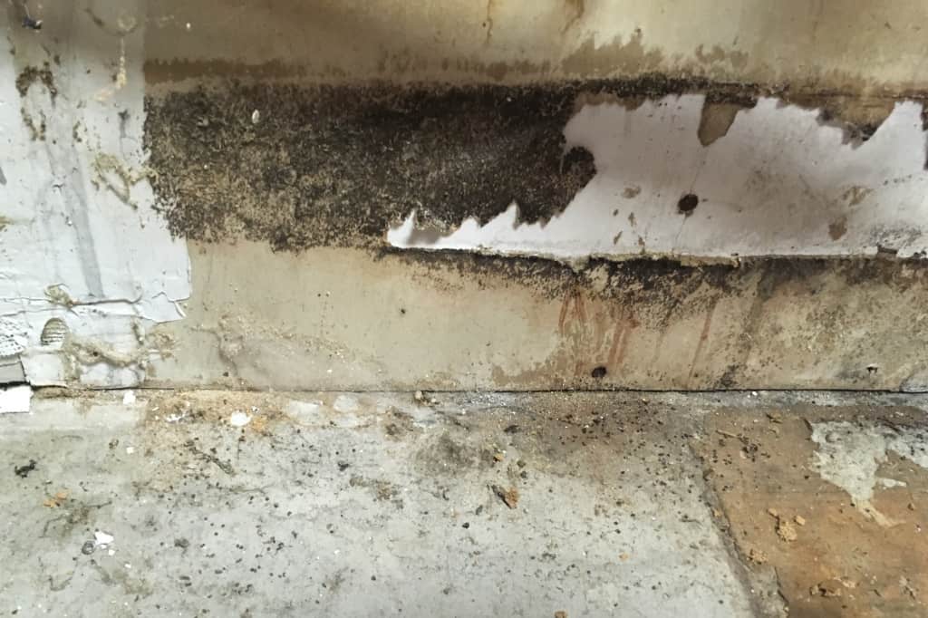 Mold illness story: mold hiding behind our kitchen cabinets
